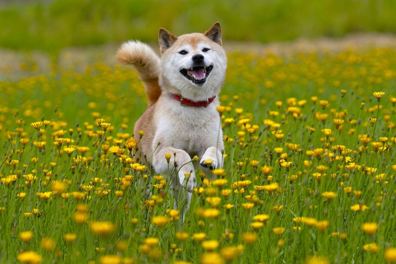 A dog running through a field of yellow flowersDescription automatically generated